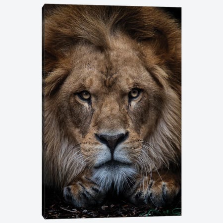 African Lion - Zuberi Canvas Print #DWH91} by David Whelan Canvas Artwork