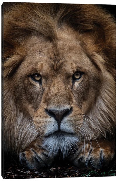 African Lion - Zuberi Canvas Art Print - David Whelan