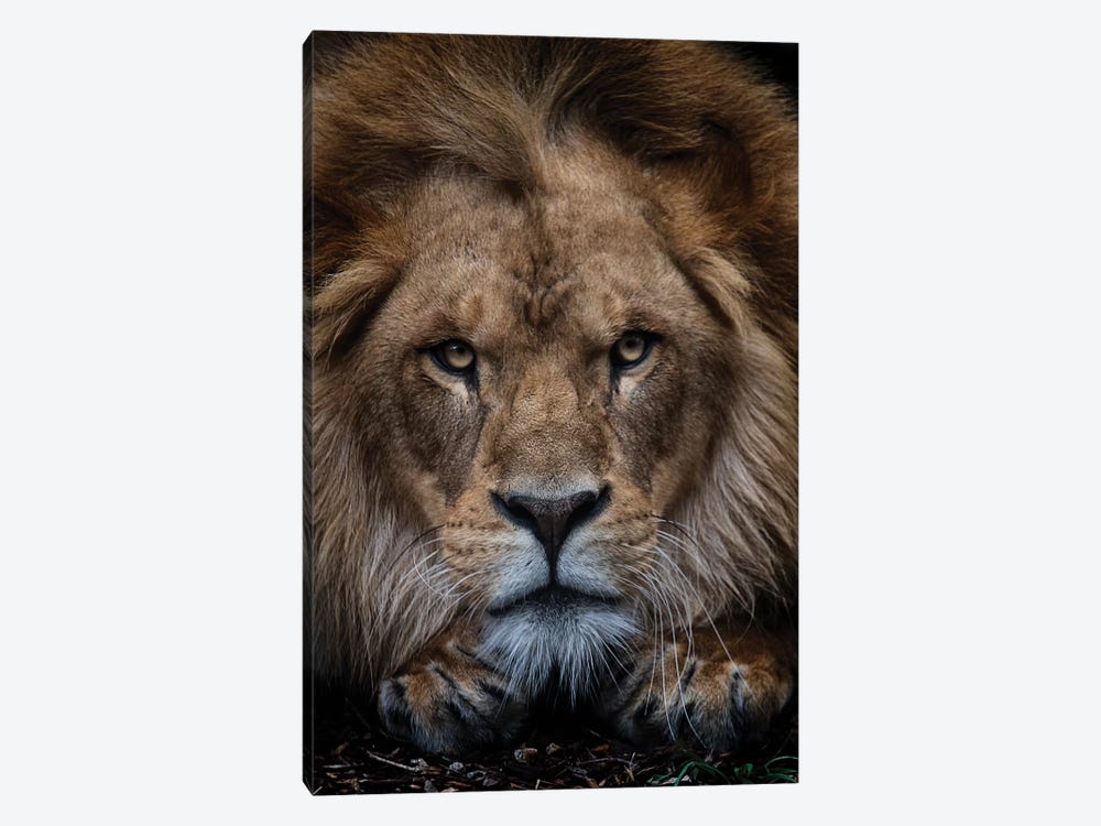African Lion - Zuberi by David Whelan 1-piece Canvas Art