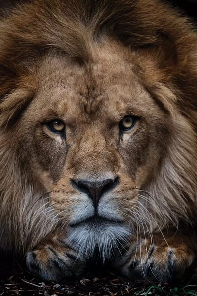 Lions: African Lion - Zuberi by David Whelan