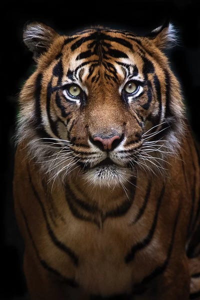 Tigers: Hutan Portrait by David Whelan