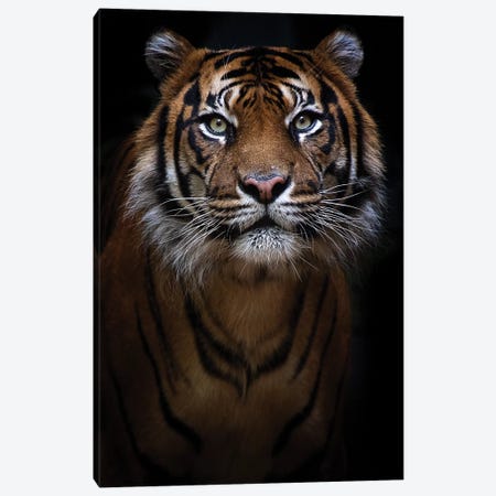 Sumatran Tiger Portrait Canvas Print #DWH93} by David Whelan Canvas Artwork