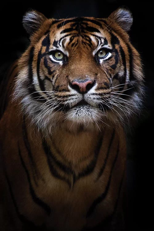 Sumatran Tiger Portrait