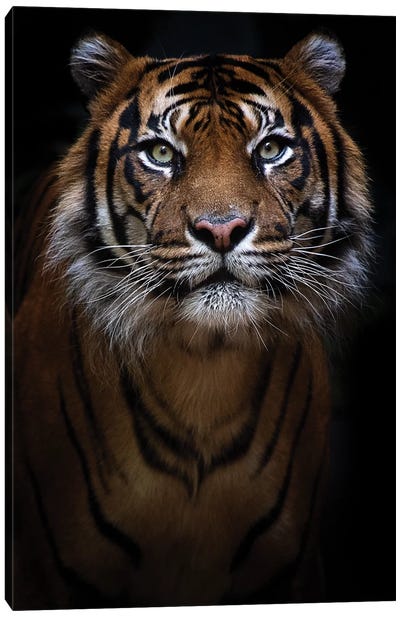 Sumatran Tiger Portrait Canvas Art Print - David Whelan