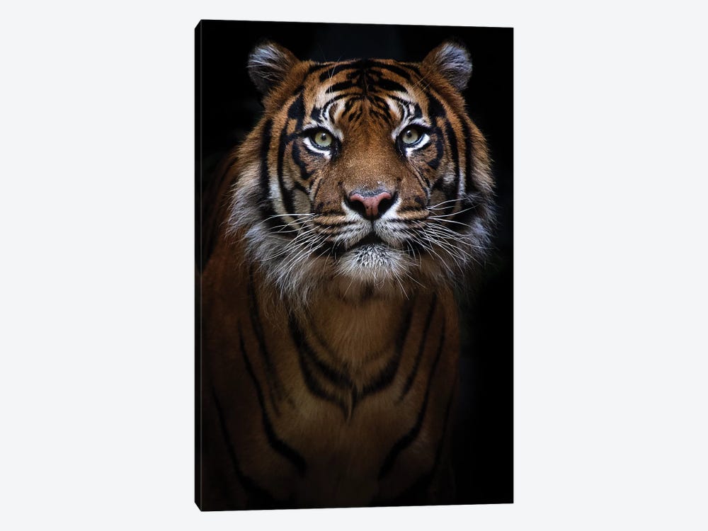 Sumatran Tiger Portrait by David Whelan 1-piece Canvas Art