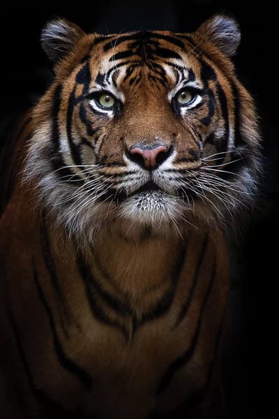 Tigers: Sumatran Tiger Portrait by David Whelan