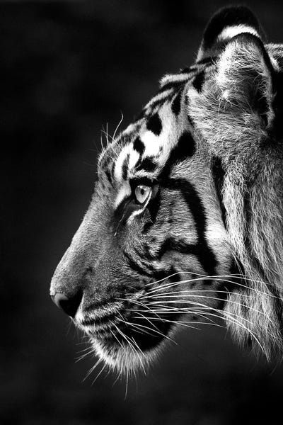 Tigers: Indrah by David Whelan