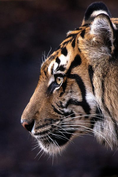 Indrah (Color) by David Whelan metal wall art