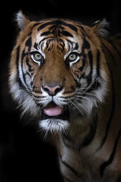 Hutan (Sumatran Tiger)