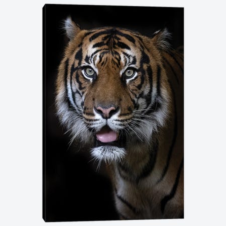 Hutan (Sumatran Tiger) Canvas Print #DWH97} by David Whelan Canvas Art Print