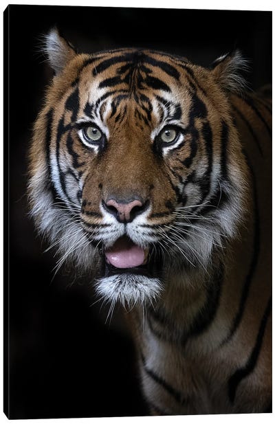 Hutan (Sumatran Tiger) Canvas Art Print - David Whelan