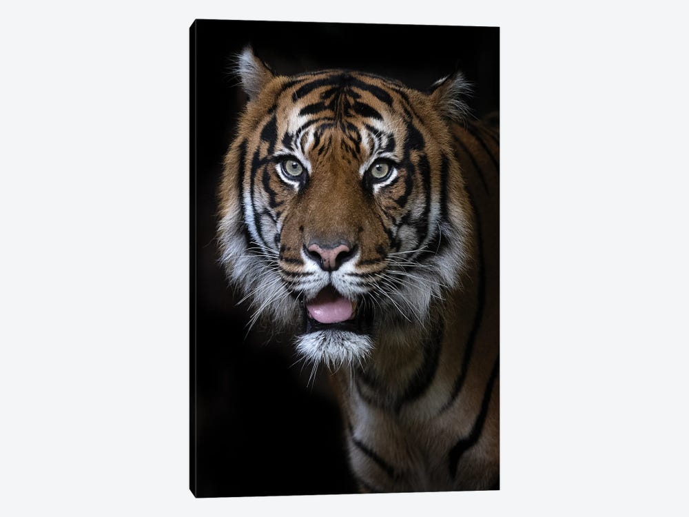 Hutan (Sumatran Tiger) by David Whelan 1-piece Canvas Artwork