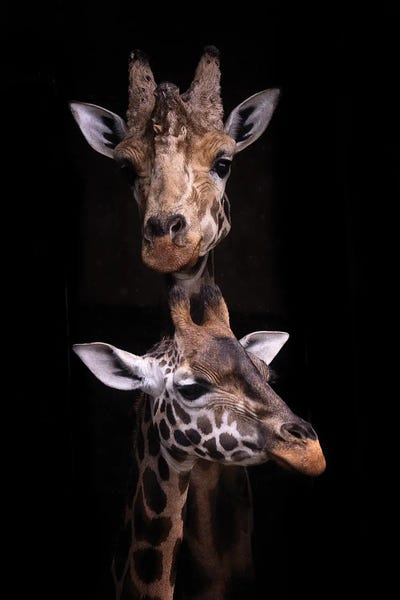 Two Heads by David Whelan metal wall art