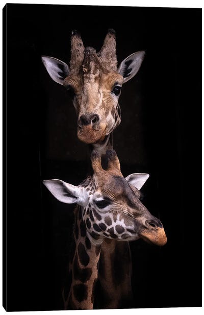 Two Heads Canvas Art Print - Minimalist Wildlife Photography