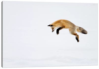 Red Fox Leaping For His Prey Under The Snow, Yellowstone National Park, Wyoming Canvas Art Print - Fox Art