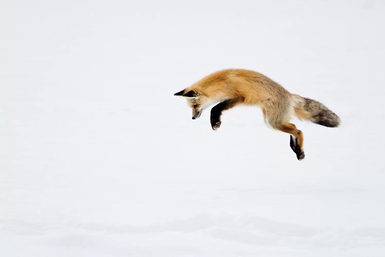 Red Fox Leaping For His Prey Under The Snow, Yellowstone National Park, Wyoming