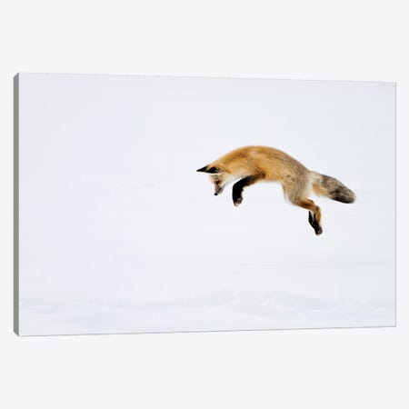 Red Fox Leaping For His Prey Under The Snow, Yellowstone National Park, Wyoming Canvas Print #DWI10} by Deborah Winchester Art Print