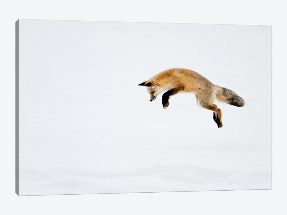 Red Fox Leaping For His Prey Under The Snow, Yellowstone National Park, Wyoming by Deborah Winchester 1-piece Canvas Artwork