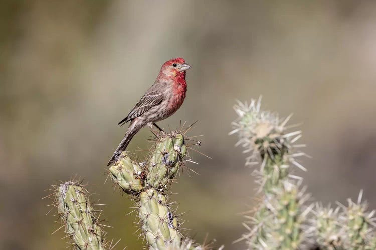 USA, Buckeye, Arizona. House finch perched on a cholla cactus in the Sonoran Desert.