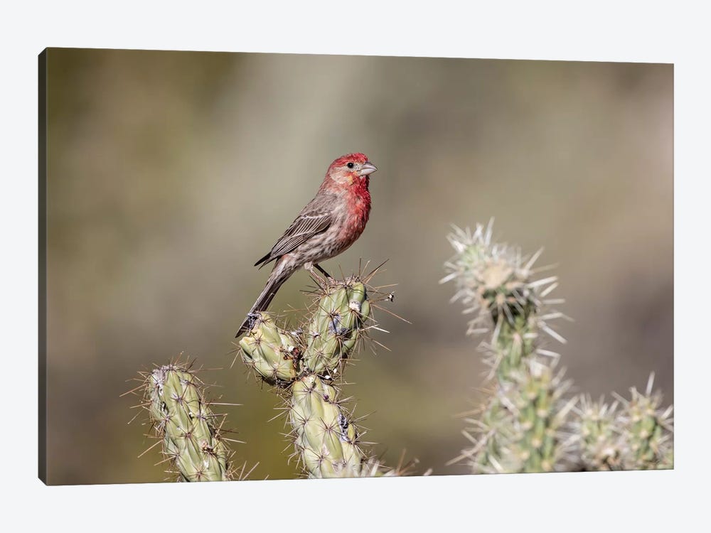 USA, Buckeye, Arizona. House finch perched on a cholla cactus in the Sonoran Desert. by Deborah Winchester 1-piece Canvas Art