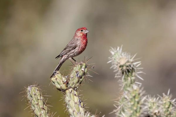 Dingley Green: USA, Buckeye, Arizona. House finch perched on a cholla cactus in the Sonoran Desert. by Deborah Winchester