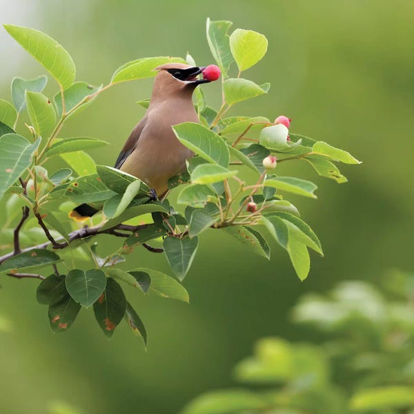 Indiana: USA, Carmel, Indiana. Cedar waxwing feeds on serviceberry fruit. by Deborah Winchester