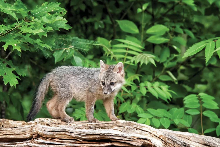 USA, Minnesota Wildlife Connection, Sandborn, Minnesota. A grey fox kit stands on a fallen tree.