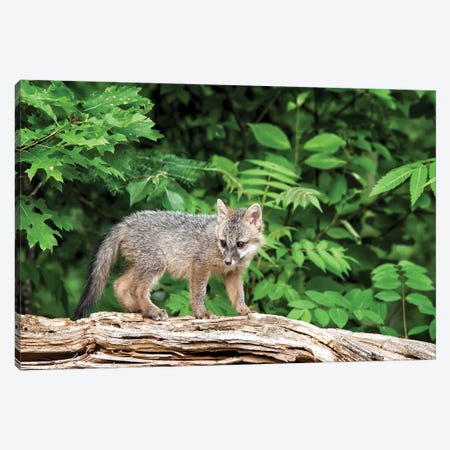 USA, Minnesota Wildlife Connection, Sandborn, Minnesota. A grey fox kit stands on a fallen tree. Canvas Print #DWI6} by Deborah Winchester Canvas Art Print