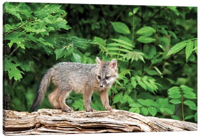 USA, Minnesota Wildlife Connection, Sandborn, Minnesota. A grey fox kit stands on a fallen tree. Canvas Art Print