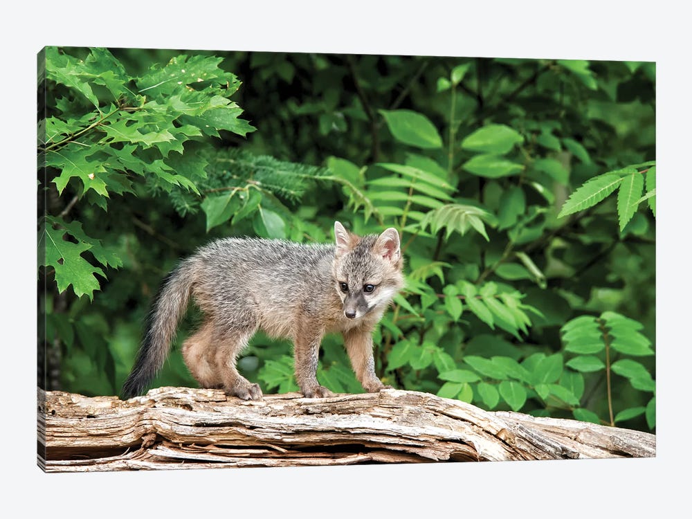 USA, Minnesota Wildlife Connection, Sandborn, Minnesota. A grey fox kit stands on a fallen tree. by Deborah Winchester 1-piece Canvas Wall Art