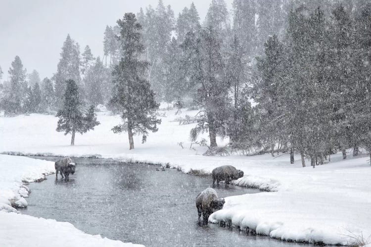 USA, Nez Perce River, Yellowstone National Park, Wyoming. Bison in a snowstorm along the Nez Perce.