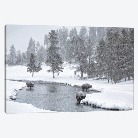 USA, Nez Perce River, Yellowstone National Park, Wyoming. Bison in a snowstorm along the Nez Perce. Canvas Print #DWI7} by Deborah Winchester Art Print