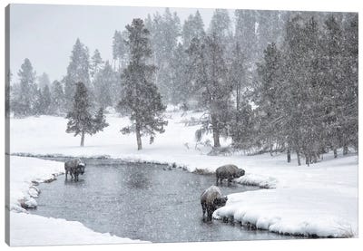 USA, Nez Perce River, Yellowstone National Park, Wyoming. Bison in a snowstorm along the Nez Perce. Canvas Art Print