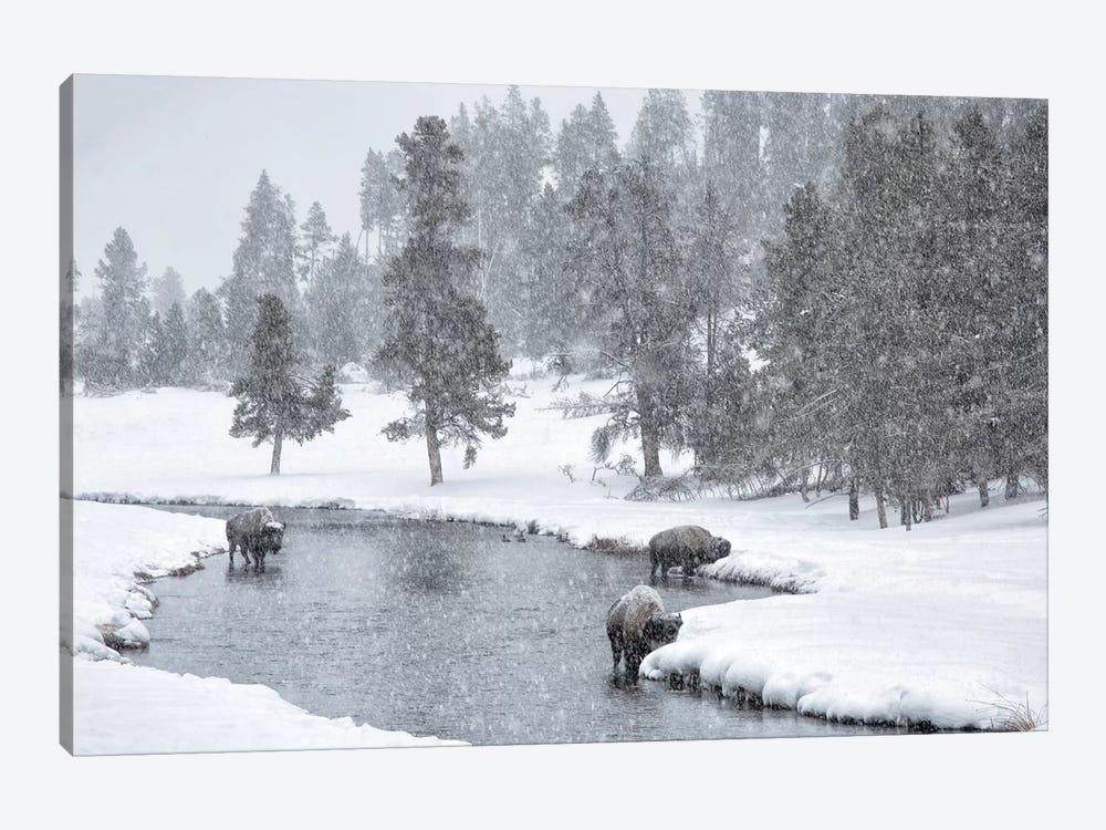 USA, Nez Perce River, Yellowstone National Park, Wyoming. Bison in a snowstorm along the Nez Perce. by Deborah Winchester 1-piece Canvas Print