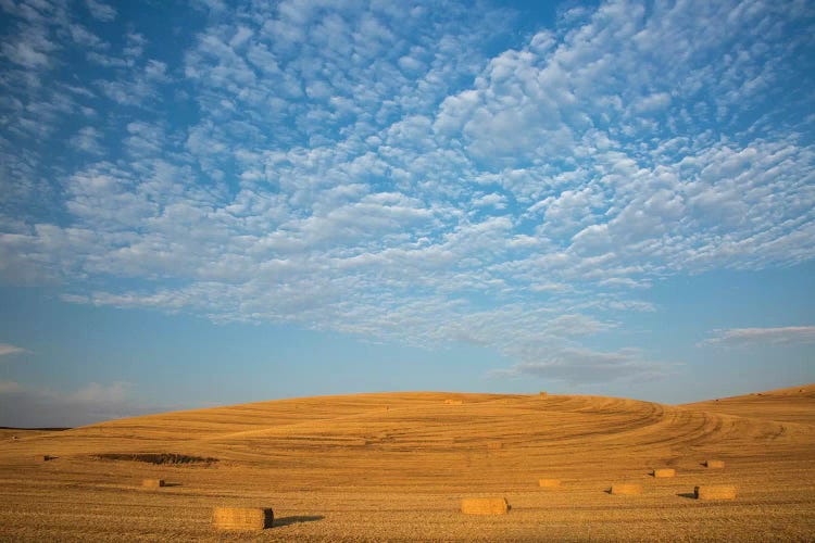 USA, Washington State, Palouse. Bales of straw in field.