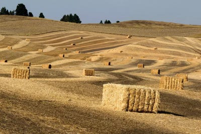 USA, Washington State, Palouse. Bales of straw in field. by Deborah Winchester acrylic art print