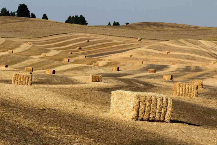 USA, Washington State, Palouse. Bales of straw in field.