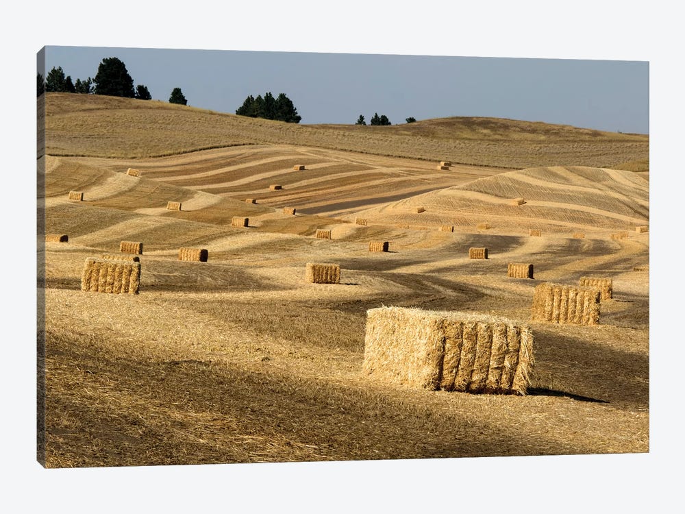 USA, Washington State, Palouse. Bales of straw in field. by Deborah Winchester 1-piece Canvas Print