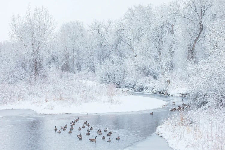 Happy Geese