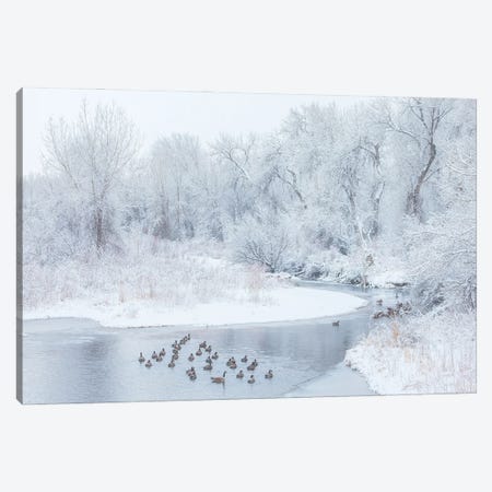 Happy Geese Canvas Print #DWP111} by Darren White Photography Canvas Wall Art