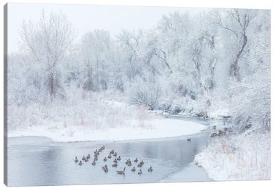 Happy Geese Canvas Art Print - Winter Wonderland