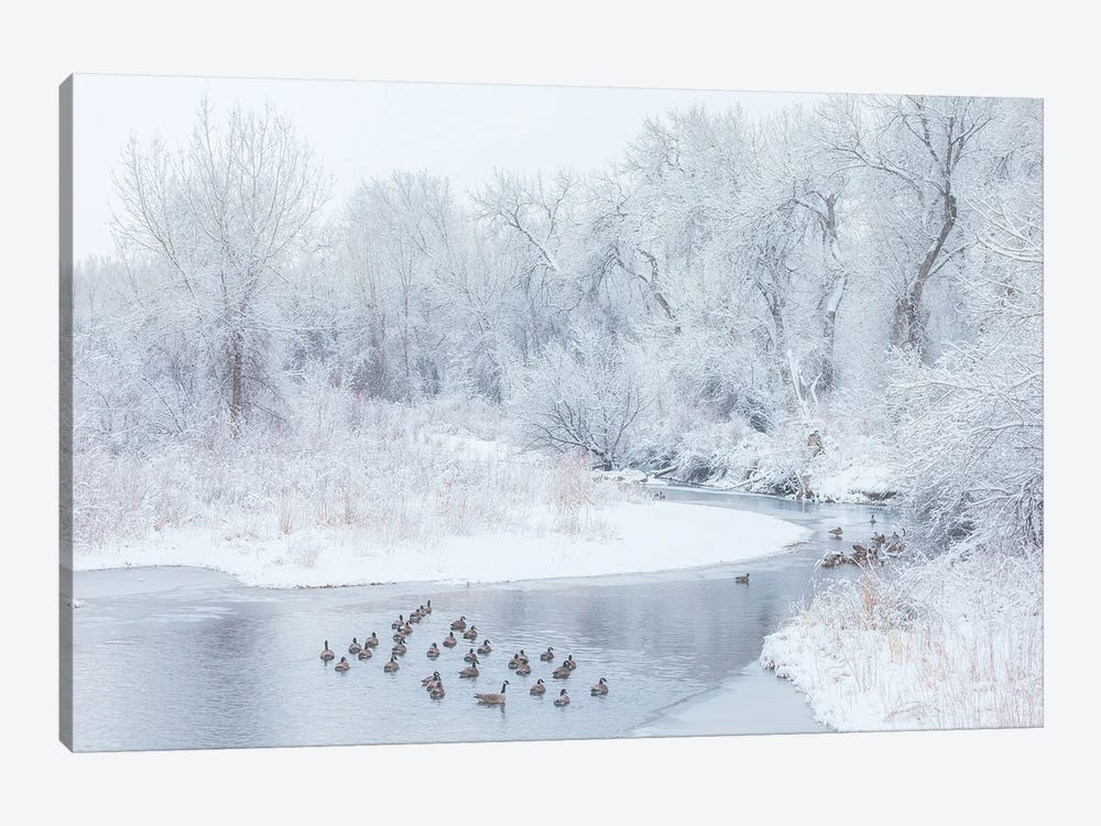 Happy Geese by Darren White Photography 1-piece Canvas Art