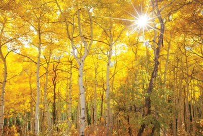 Aspen Morning by Darren White Photography metal wall art