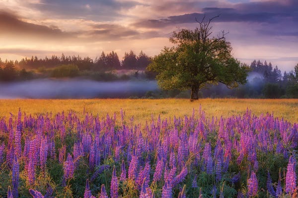 Lupines: Lupine Sunrise by Darren White Photography