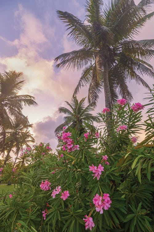 Sunrise in the Palms