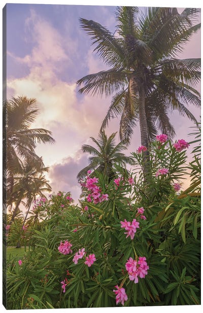 Sunrise in the Palms Canvas Art Print - Darren White Photography