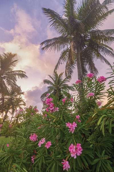 Darren White Photography: Sunrise in the Palms by Darren White Photography