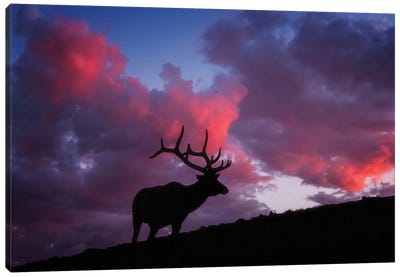 Sunset in the Rockies Canvas Art Print - Elk Art