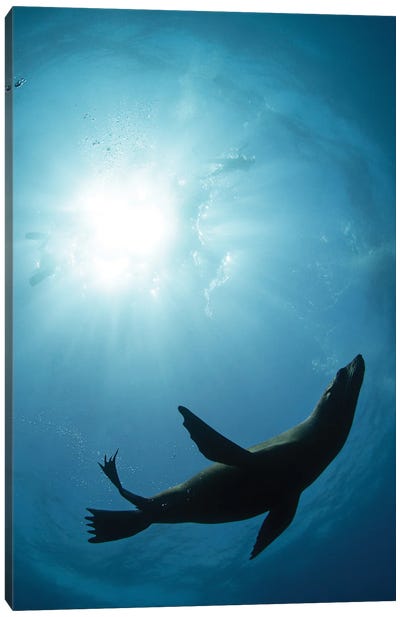 Silhouette Canvas Art Print - Marine Life Conservation