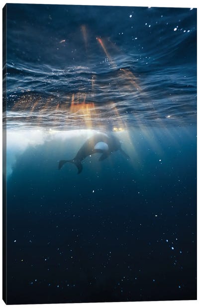 Rays Canvas Art Print - Orca Whale Art